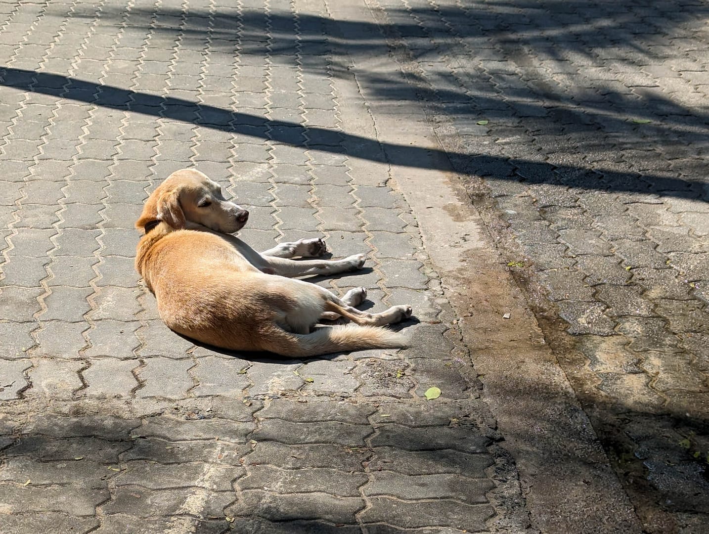 lazy dog