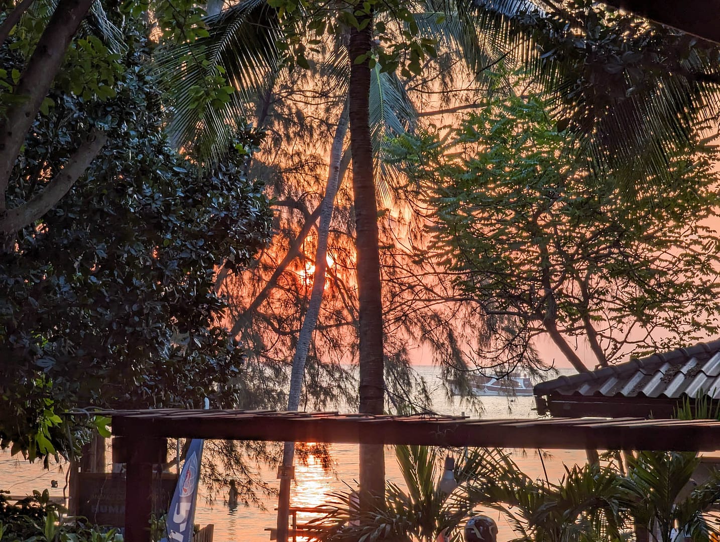 sunset through trees