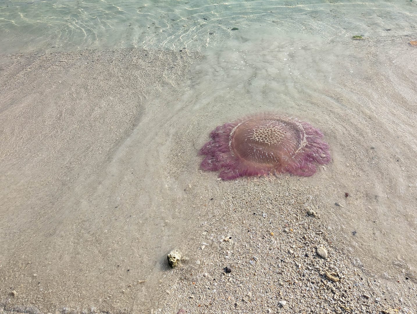 jellyfish