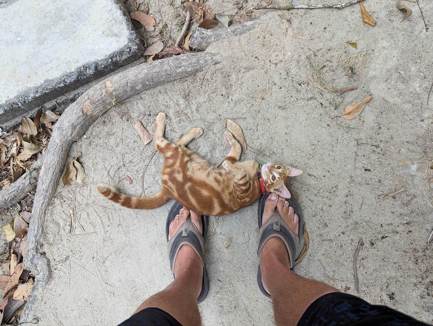local cat