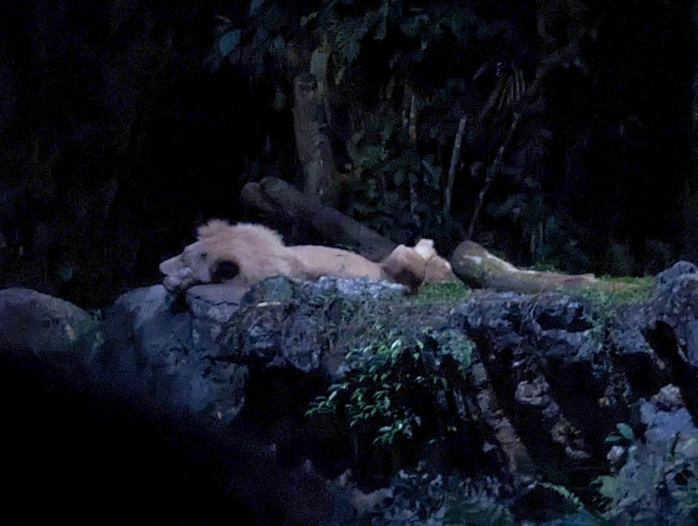 sleeping lion