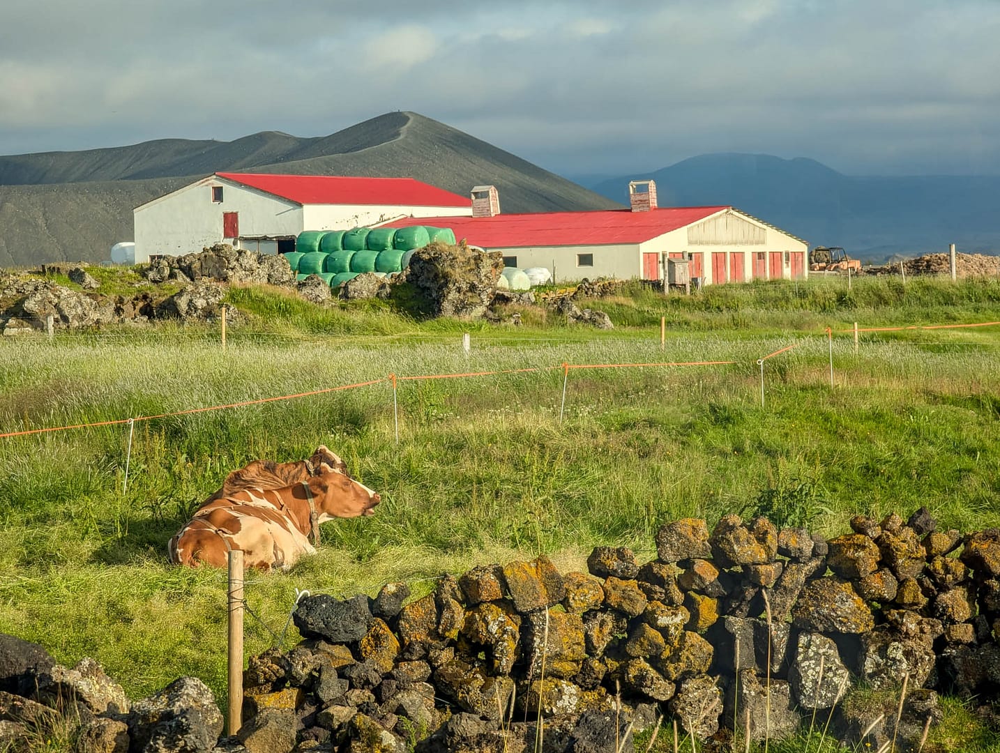 cow view