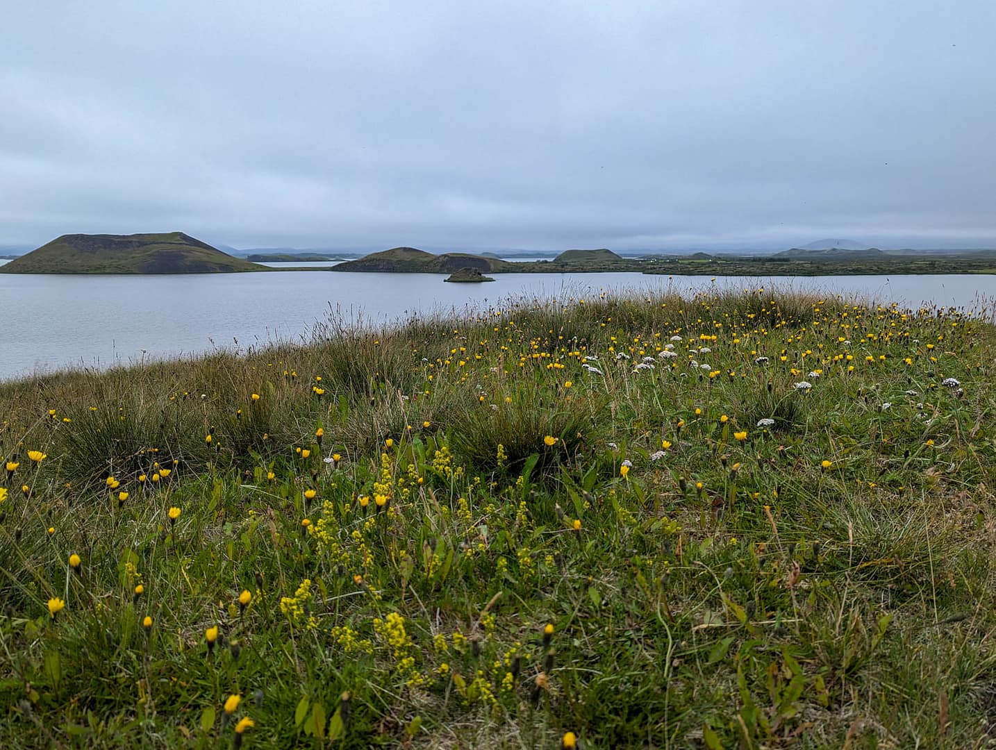 wildflowers and lake
