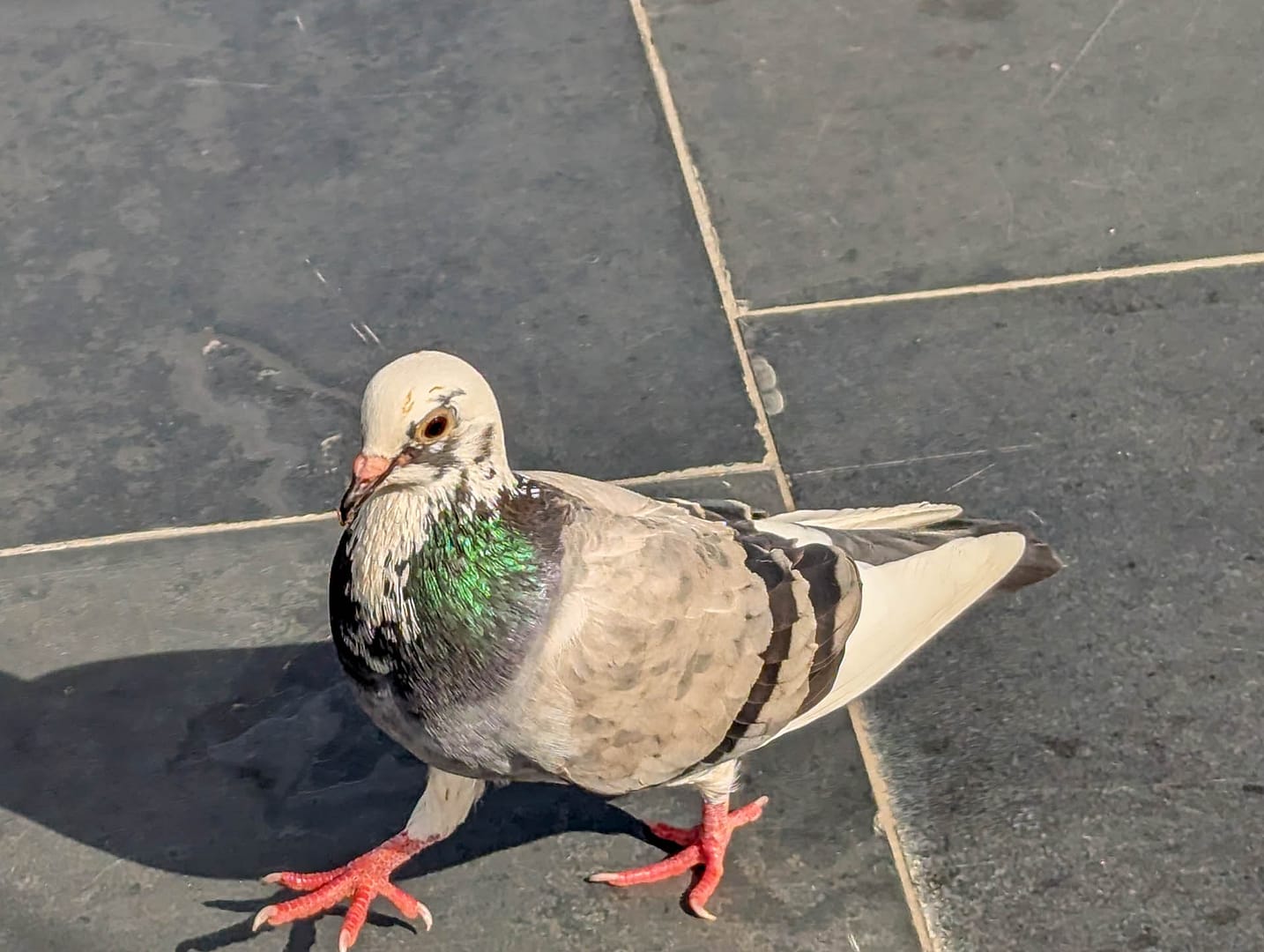 Spartan pigeon