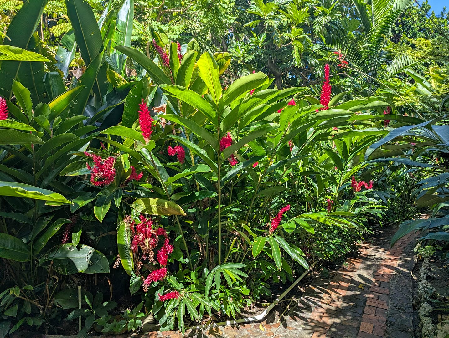 colorful flowers