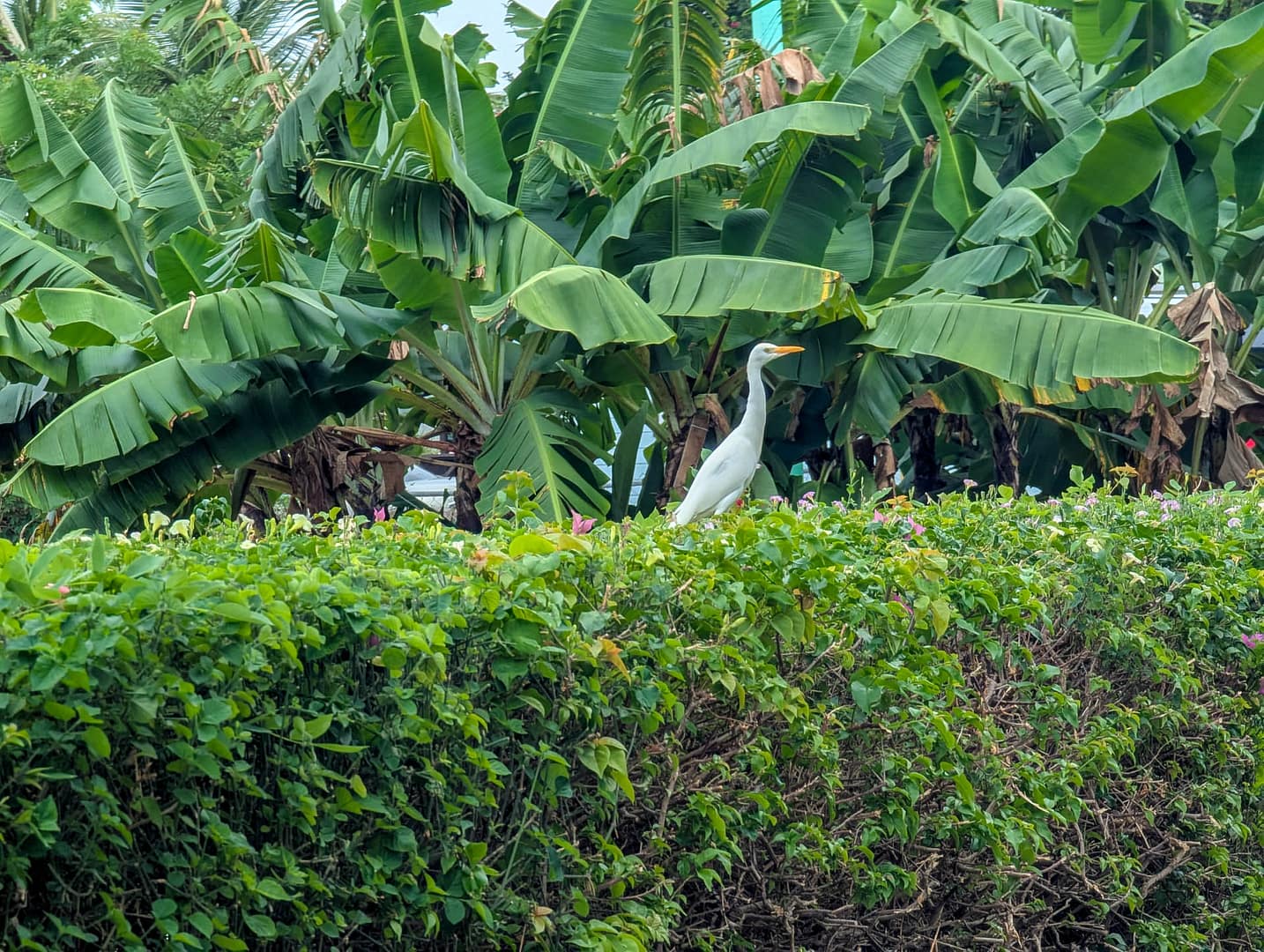 egret on hedge