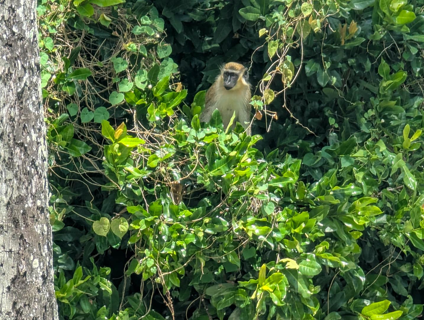 monkey