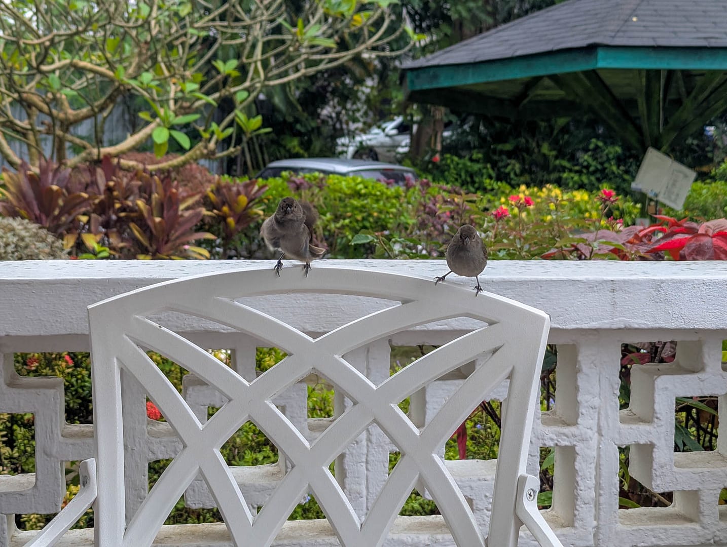 hungry birds