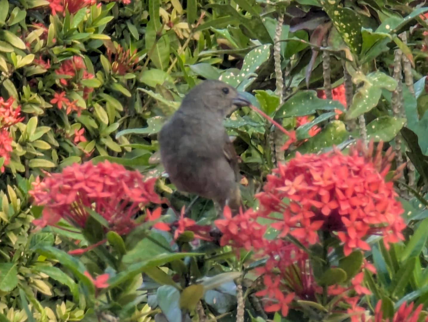 bird picking flowers