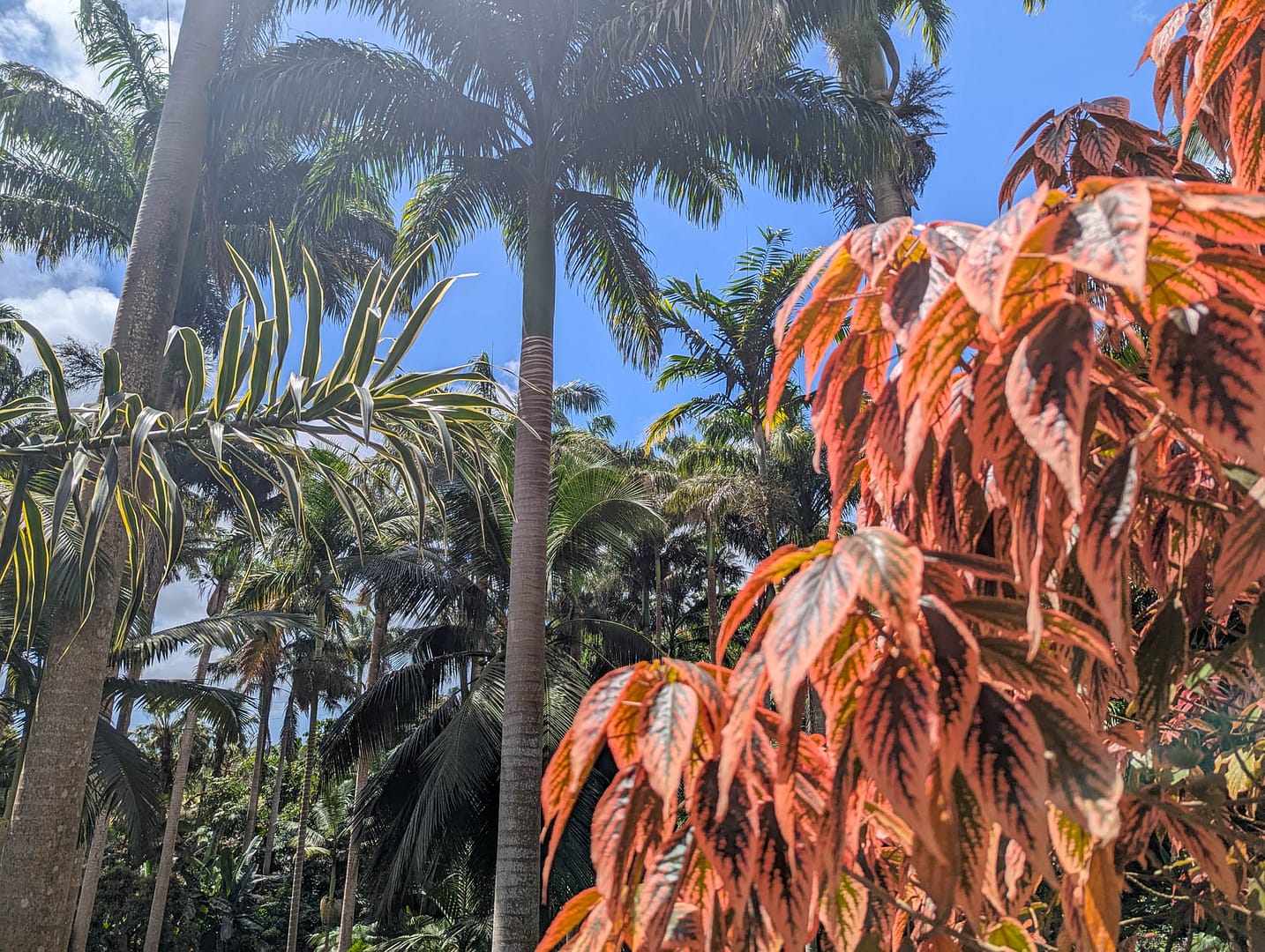 colorful foliage and palms