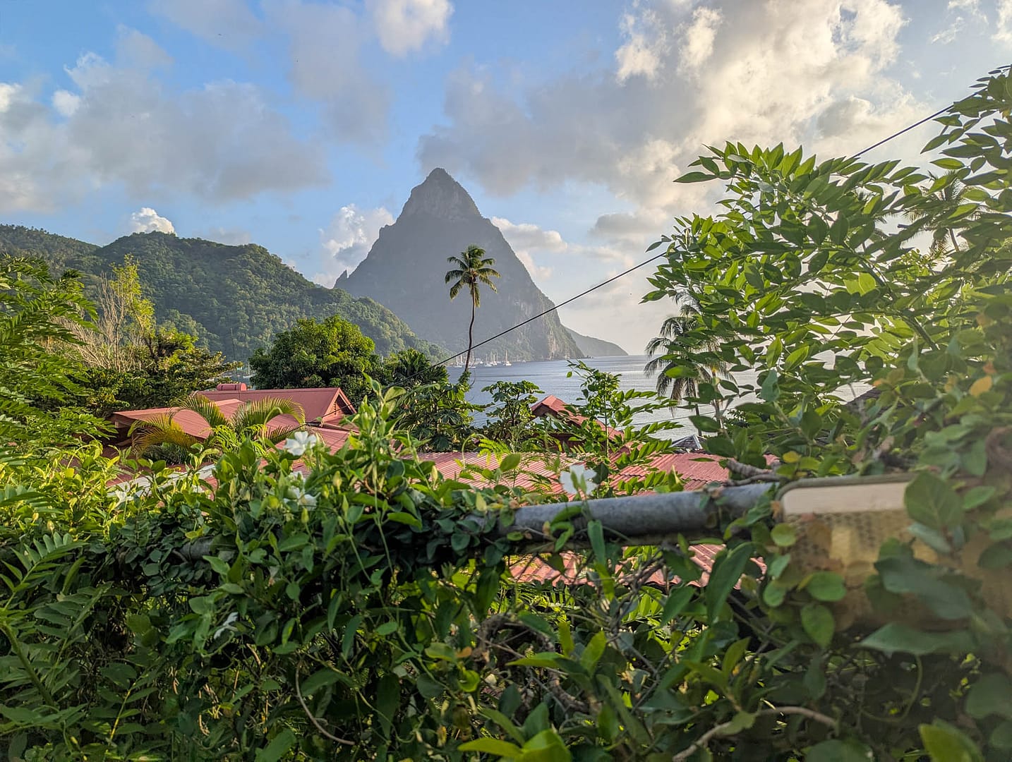 Piton with palm tree
