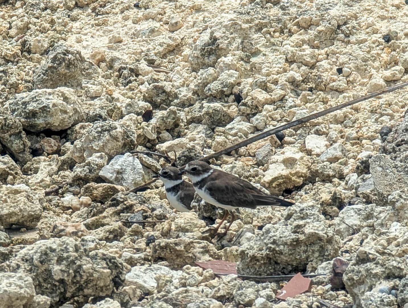 shore birds