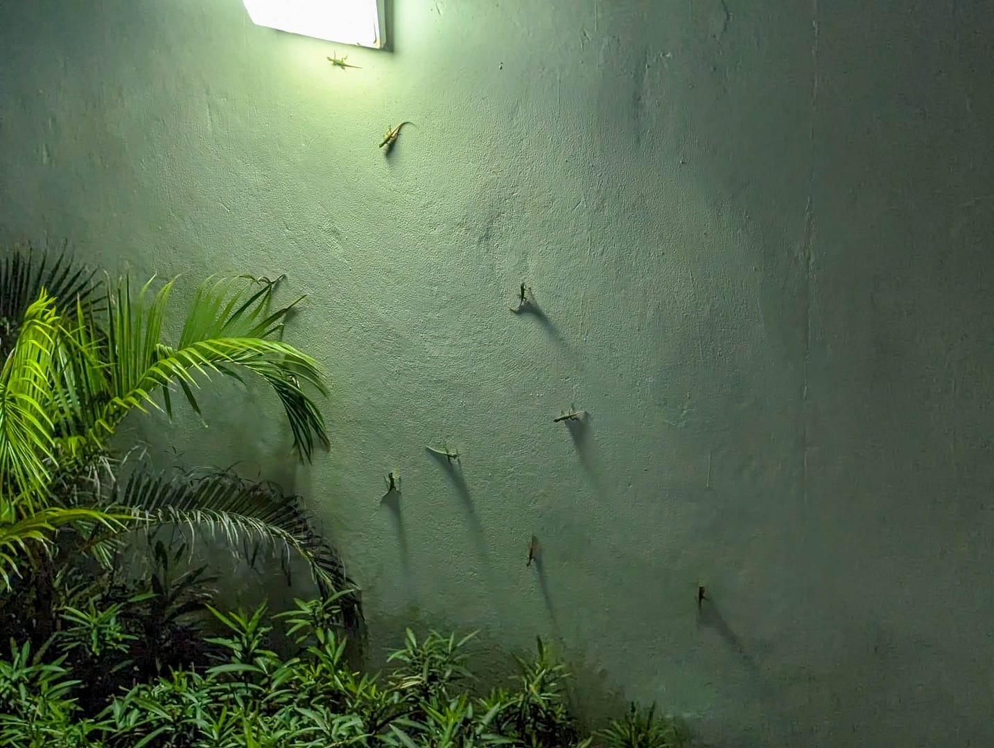 lizards at night