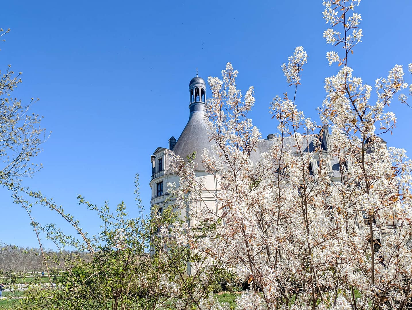 chateau with flowering tree
