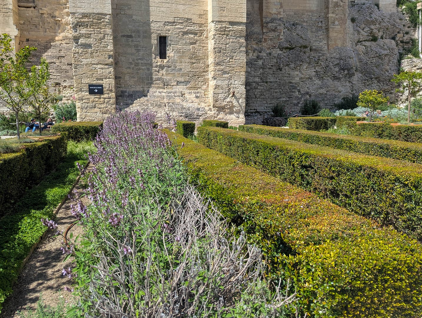 garden hedges