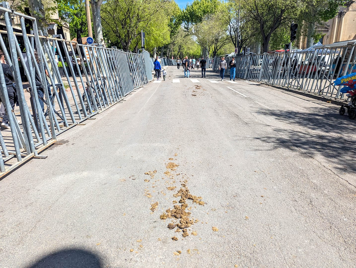 bull shit in road