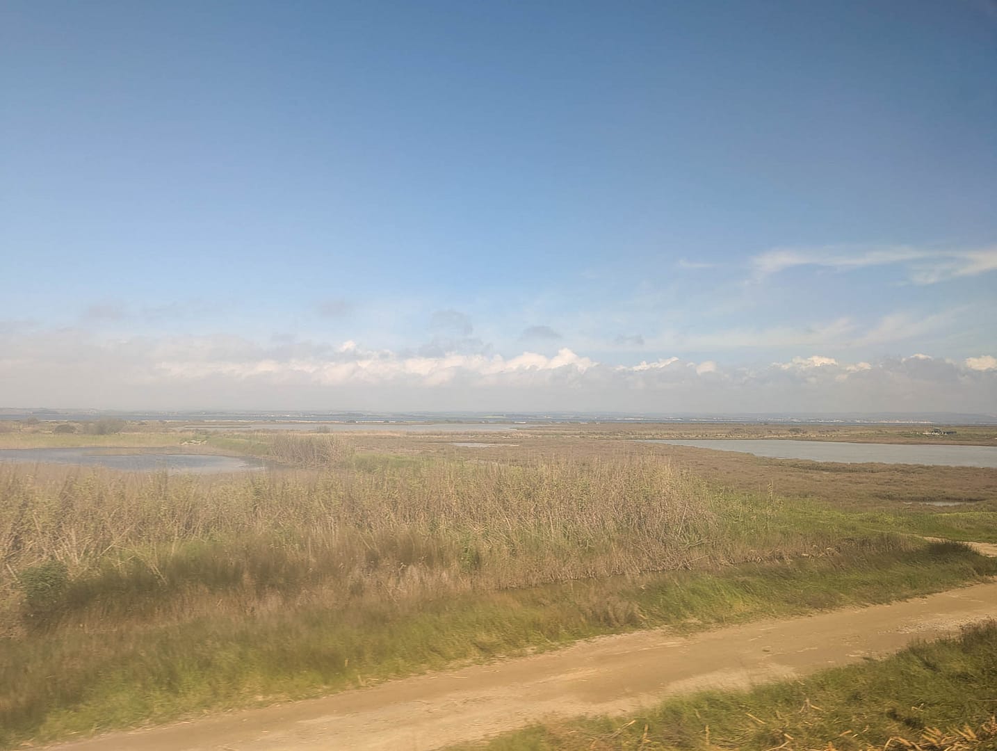 marshy area