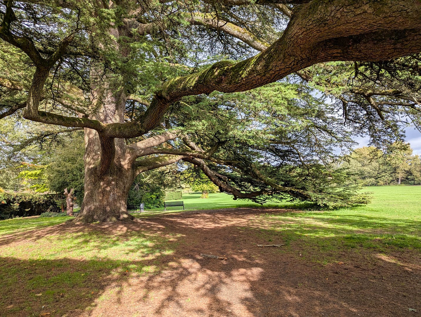 under an old tree