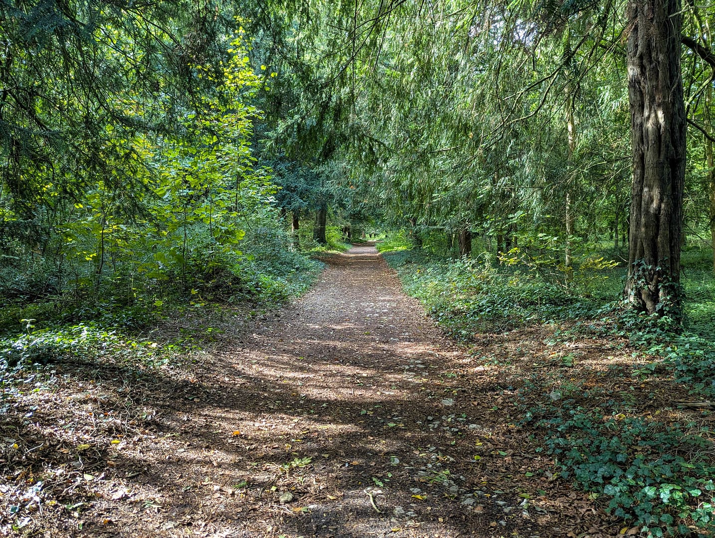 woodsy path