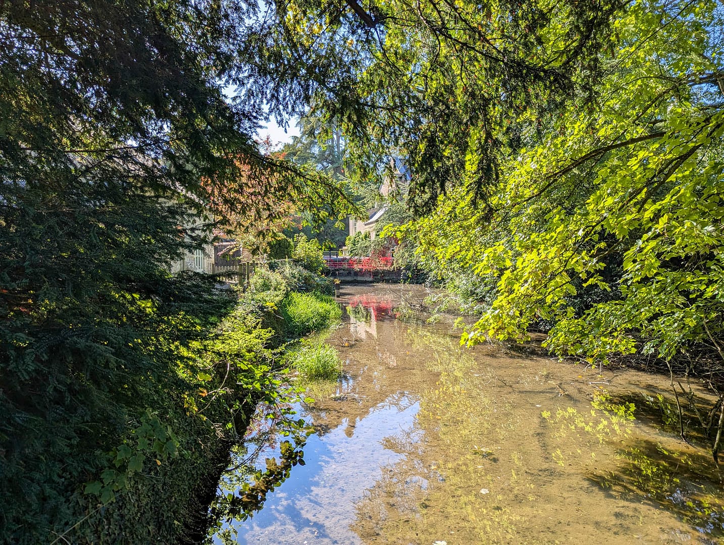 river reflecting trees