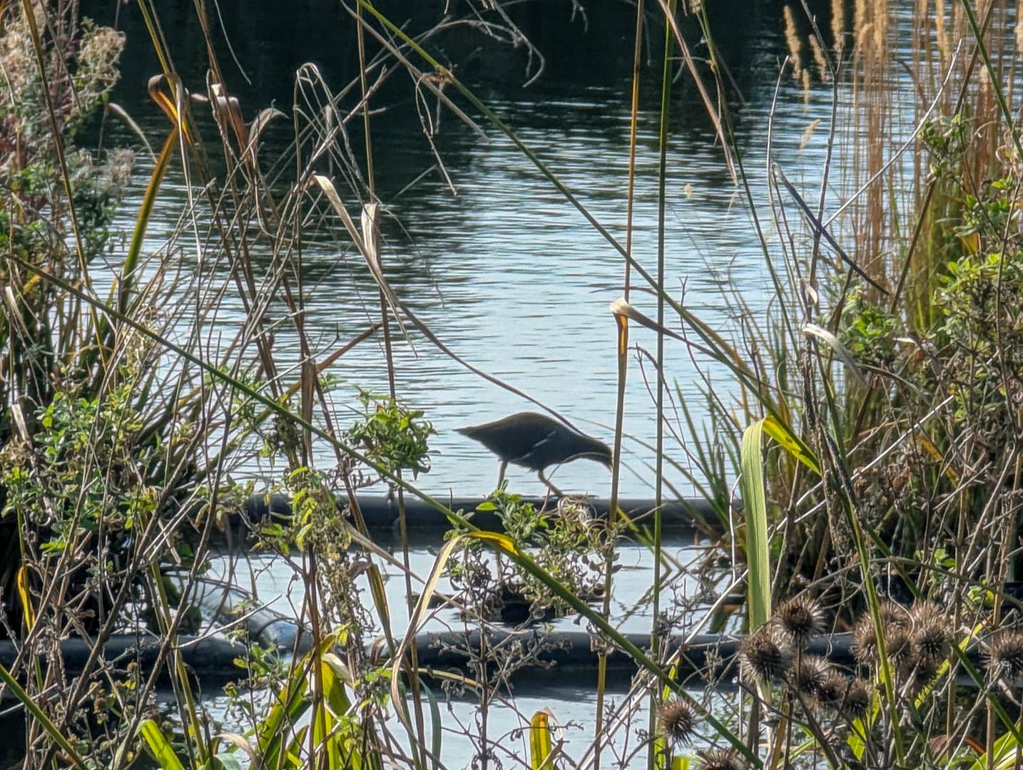 moorhen silhouetted against water