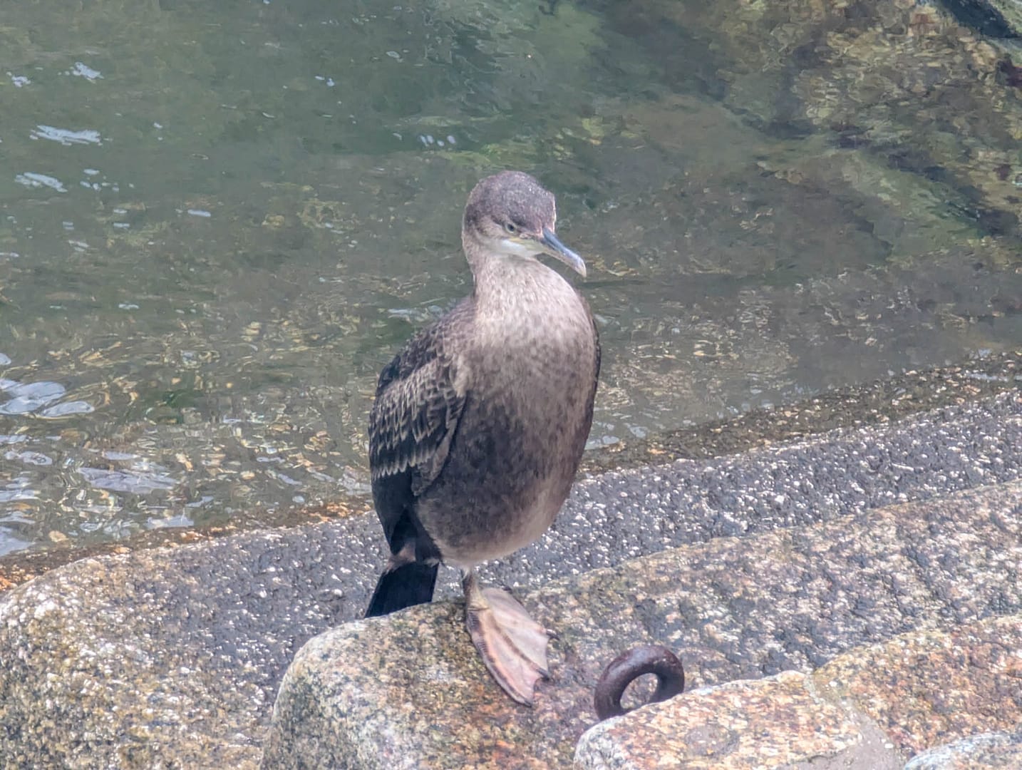 cormorant