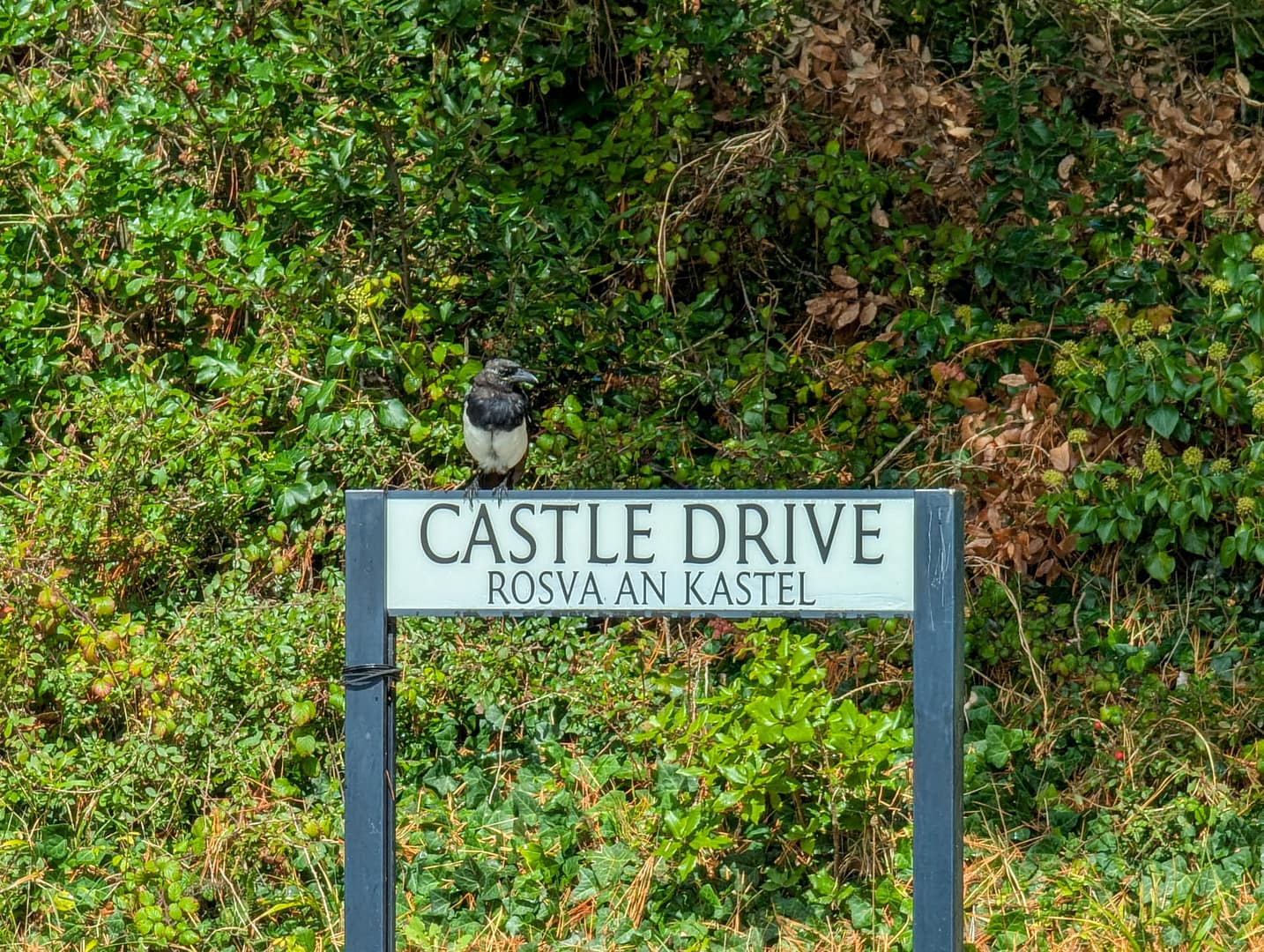 bilingual sign