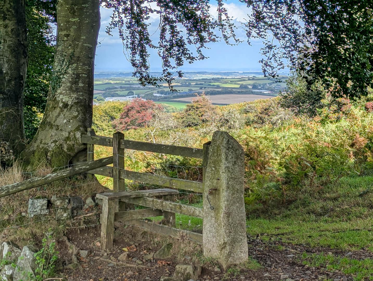 gate under tree
