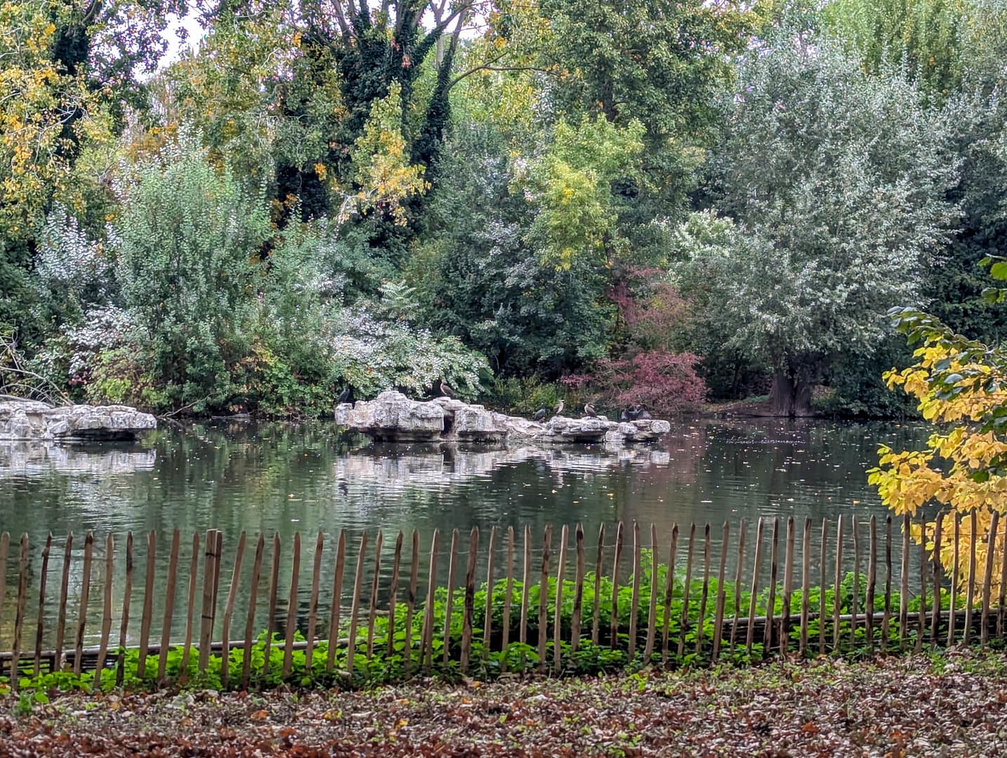 pond in park