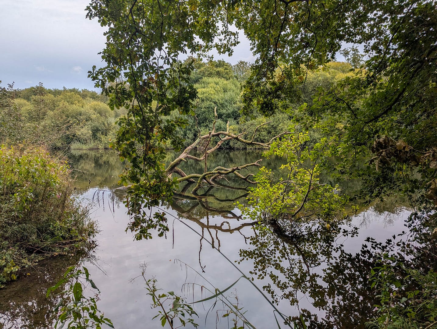 river with overhanging trees