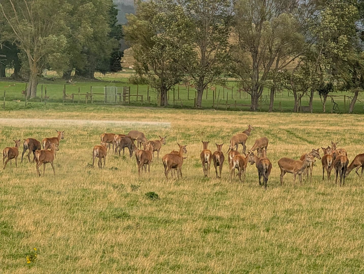 herd of deer
