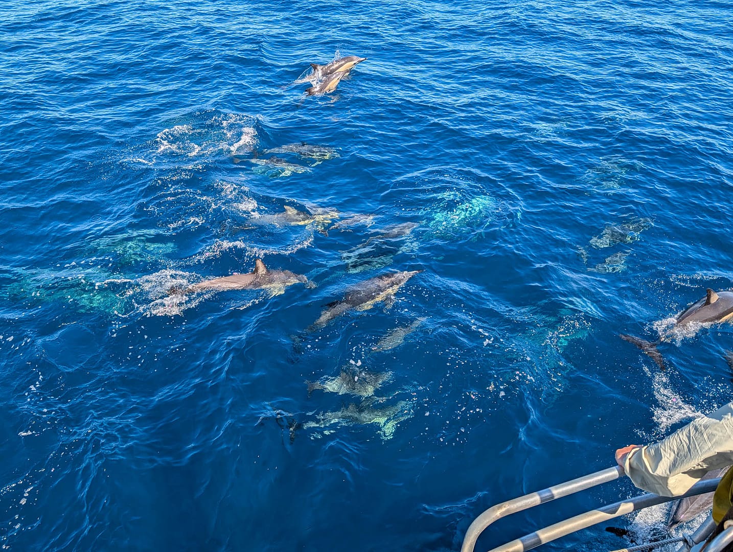 dolphins off bow of boat