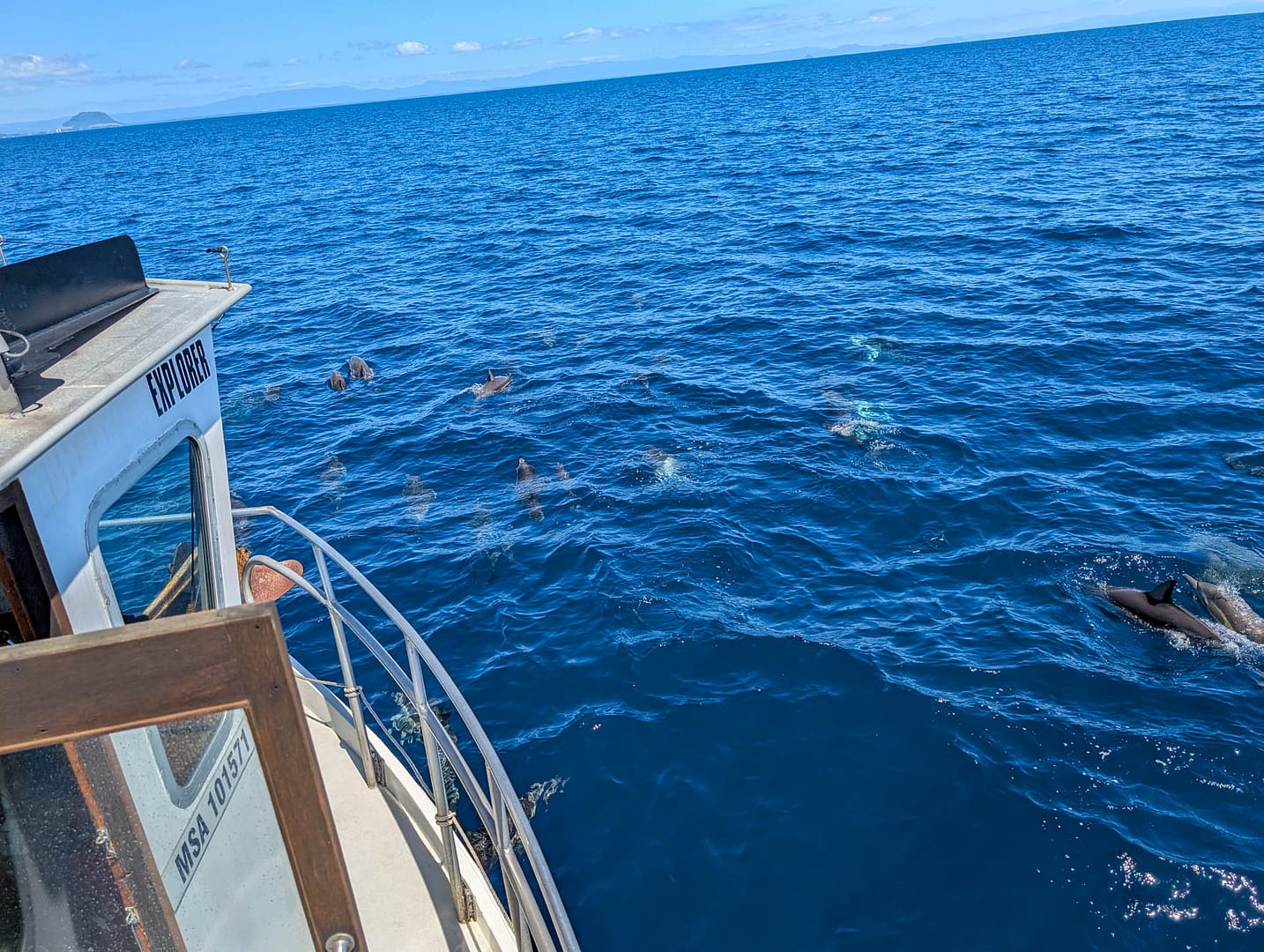 dolphins near bow of boat