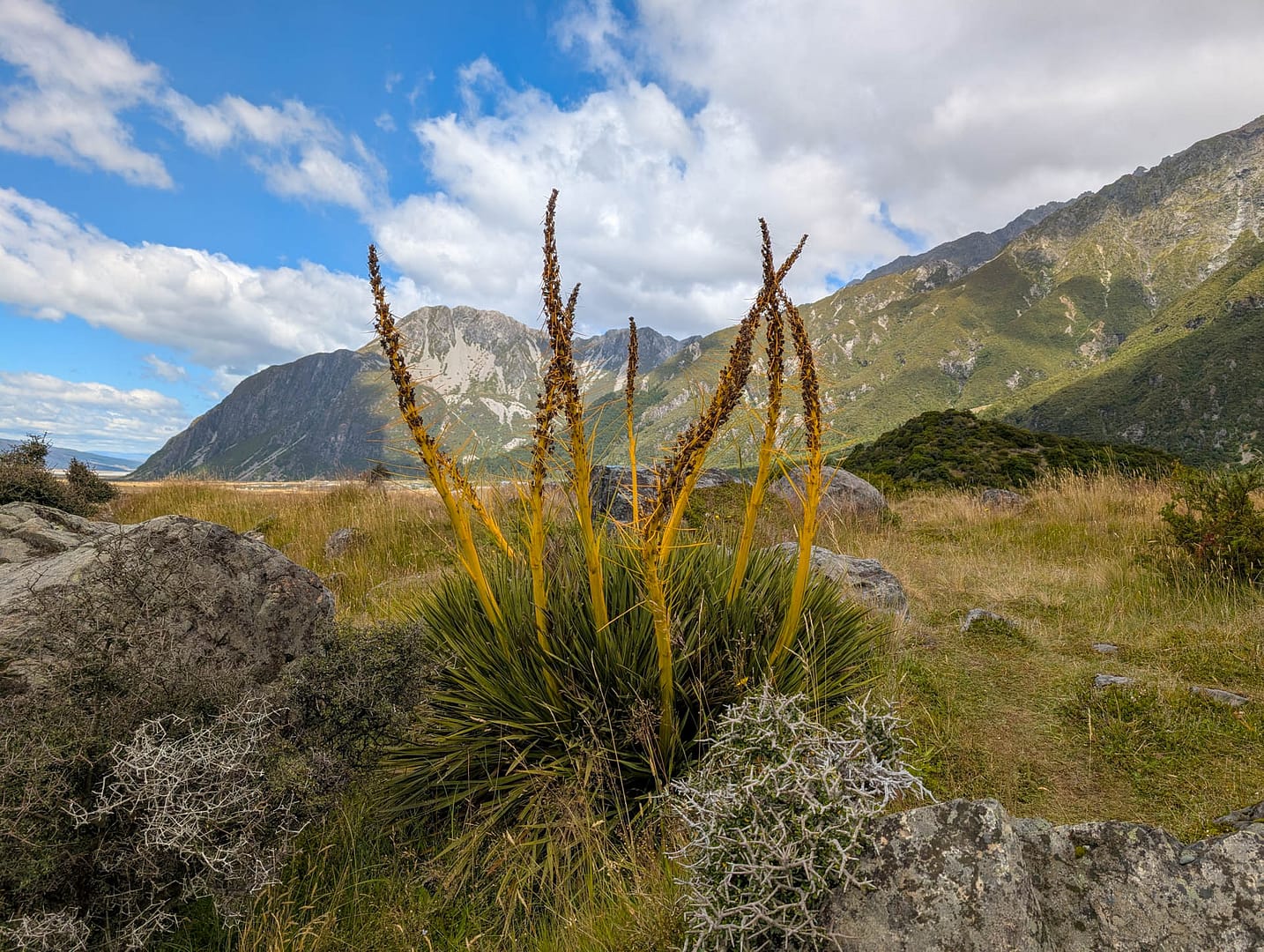 grasslake plant in front of mountains
