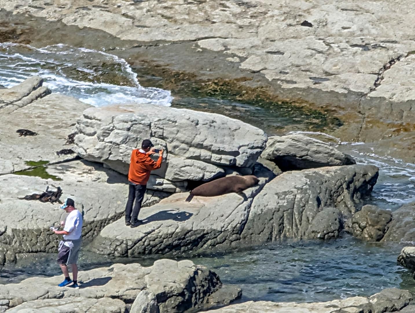 person too close to seal