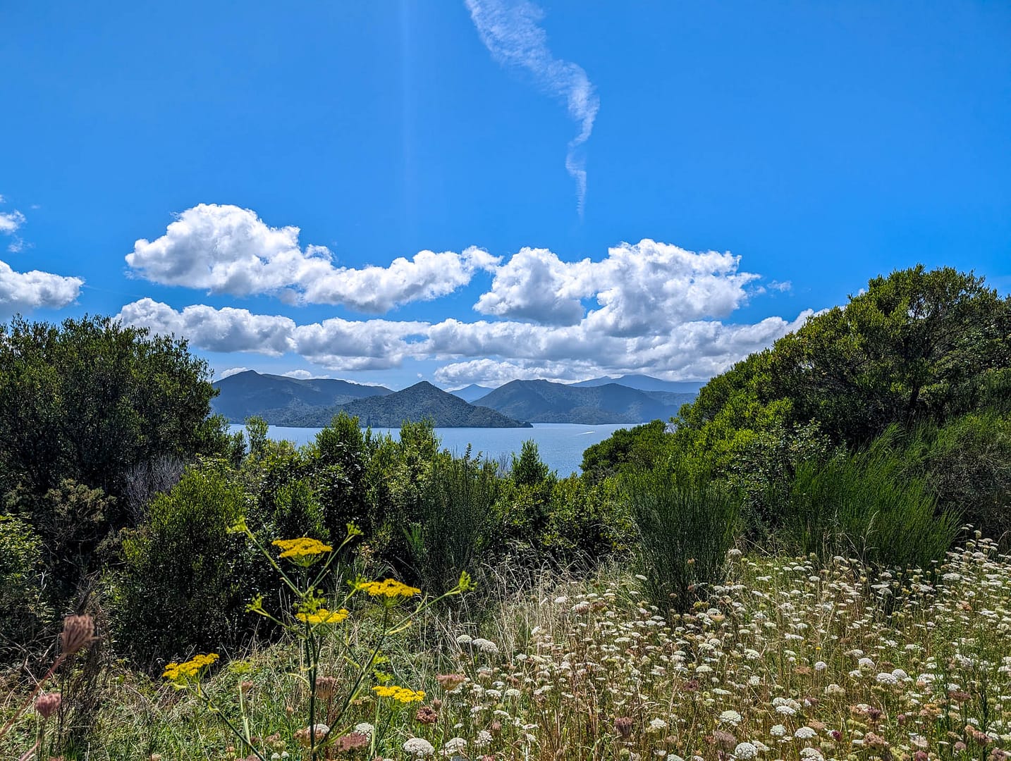 wildflowers with water and mountains in background