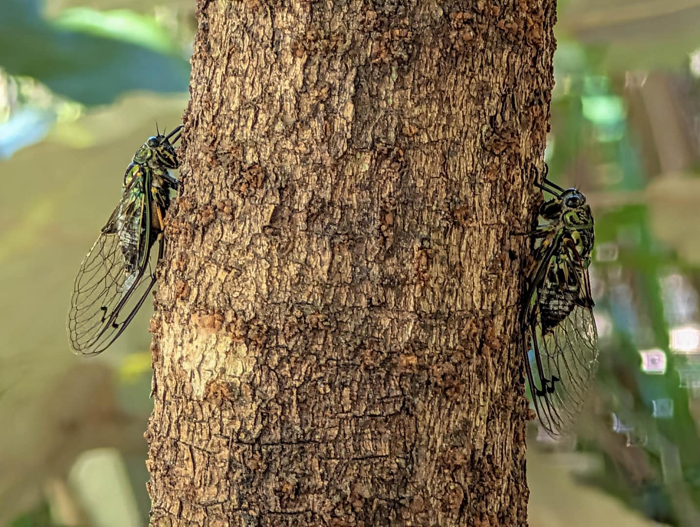 cicadas