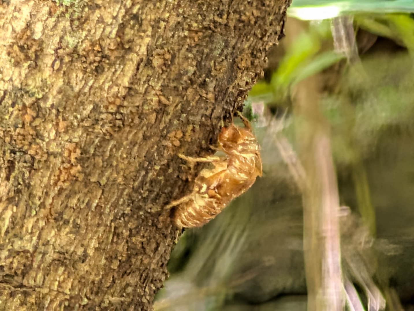 cicada
