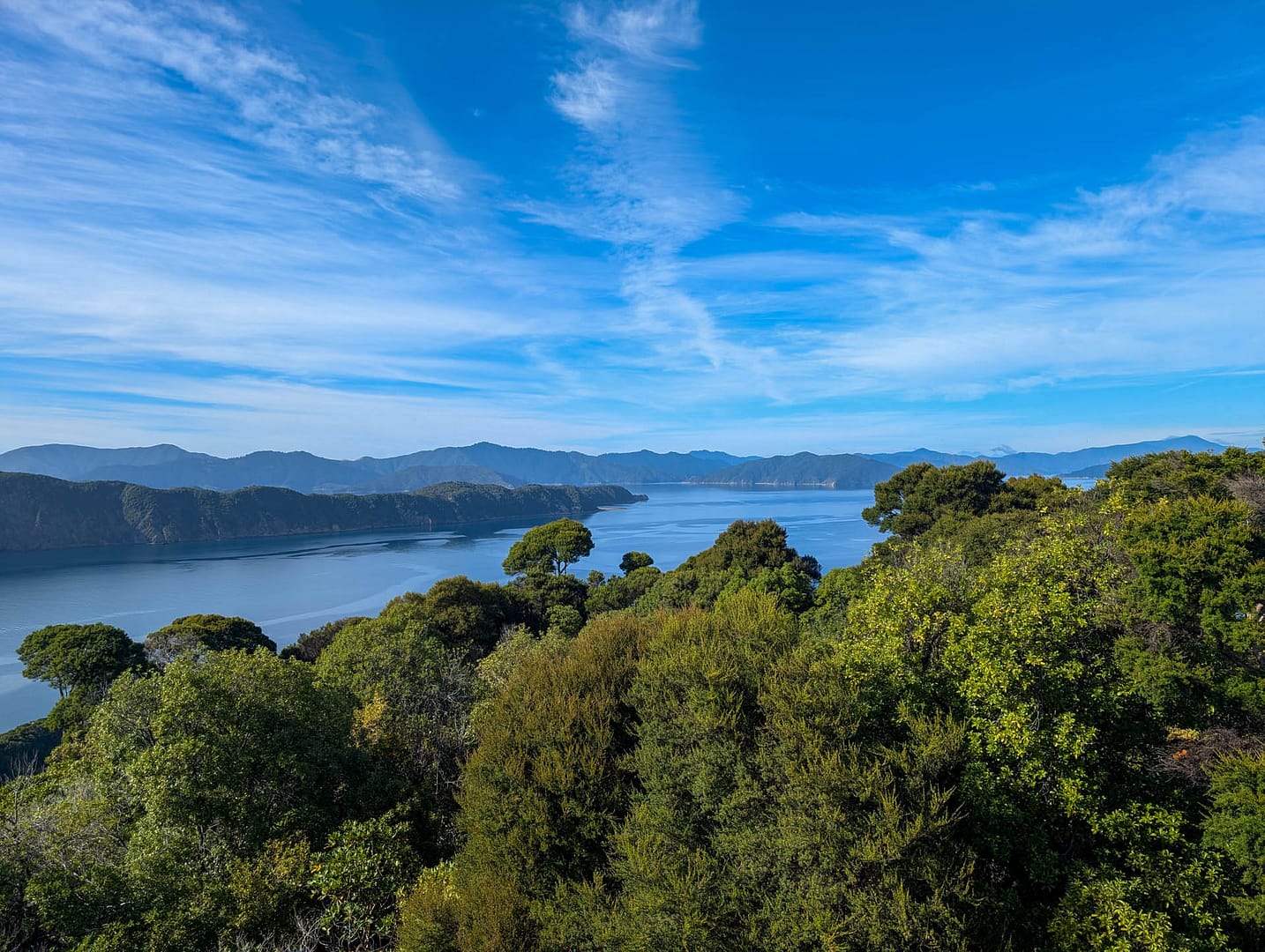 trees with water and mountains in background