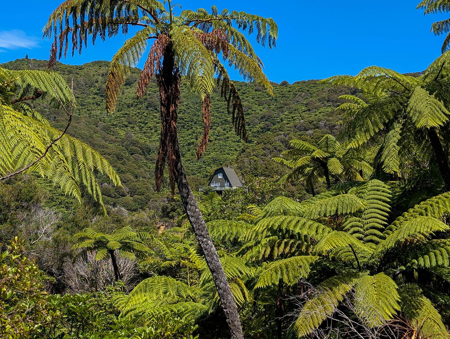 A frame cabin in bush