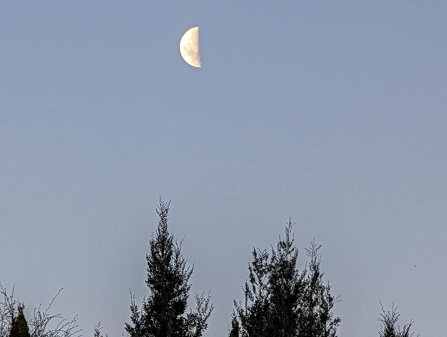 half moon and trees