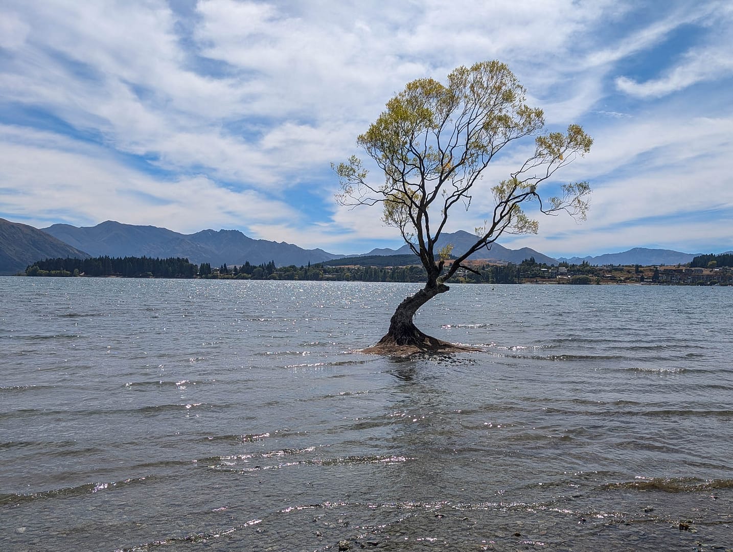 tree growing in lake