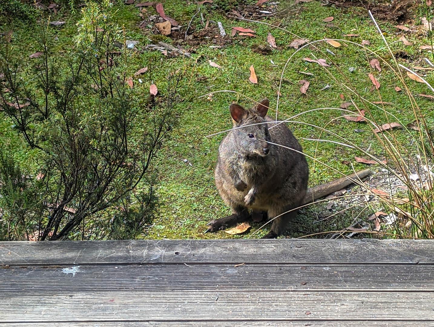 wallaby pademelon