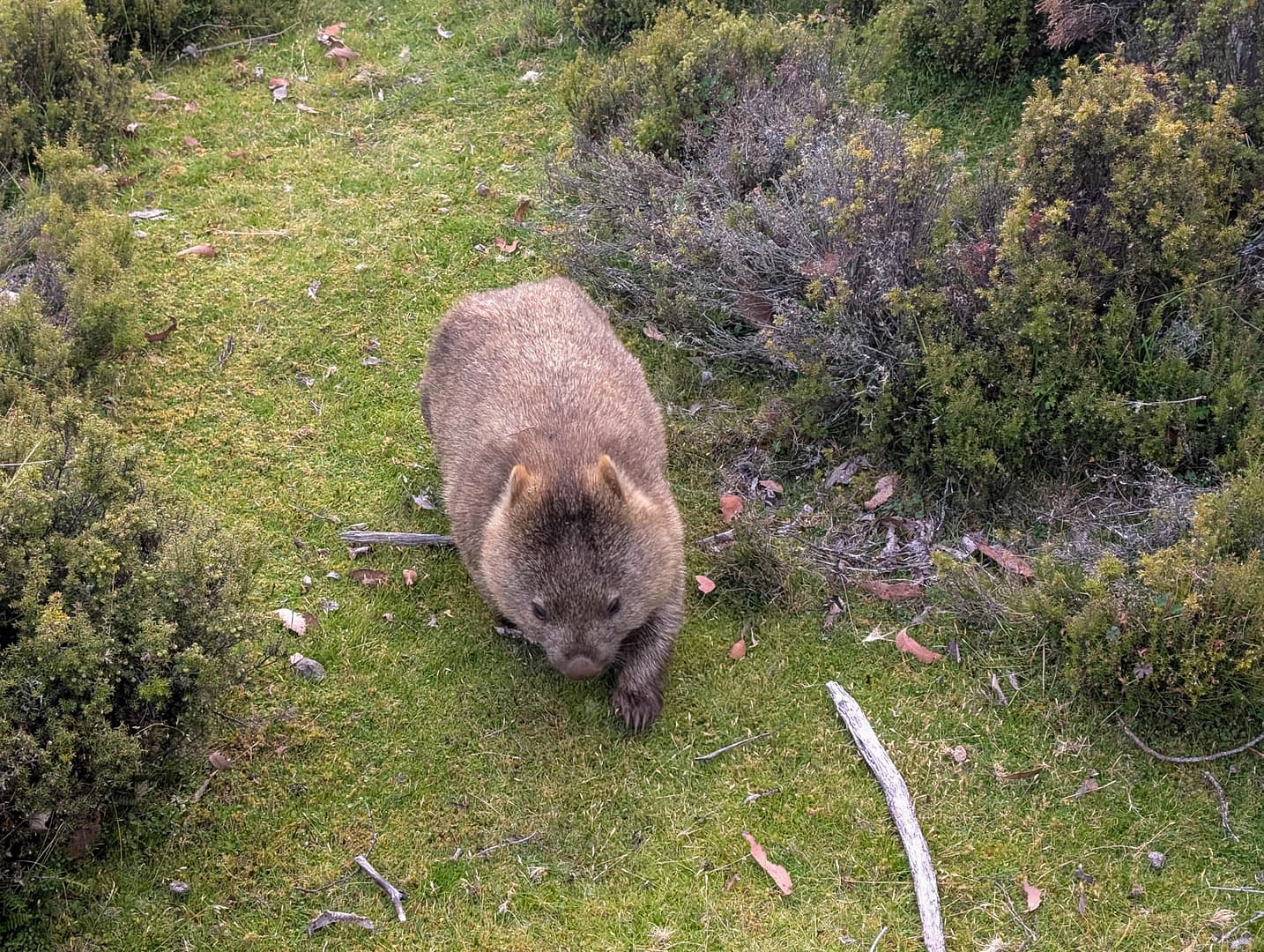 wombat close up