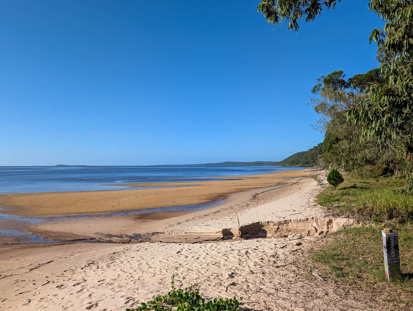 beach with bush along shore