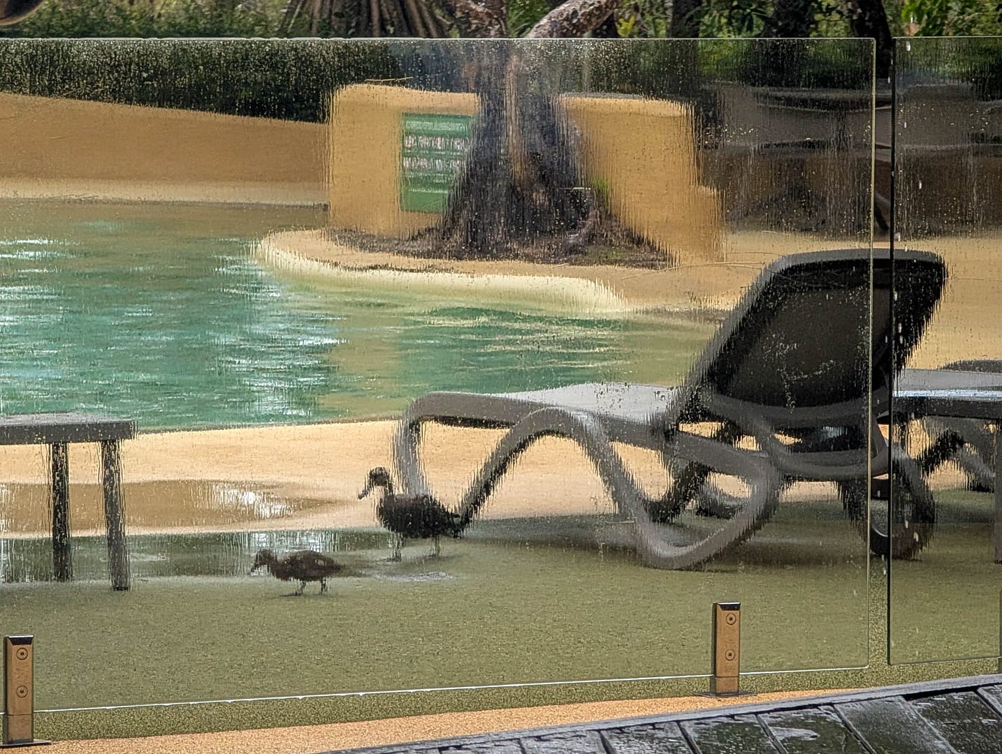 rain slicked glass railing and ducks