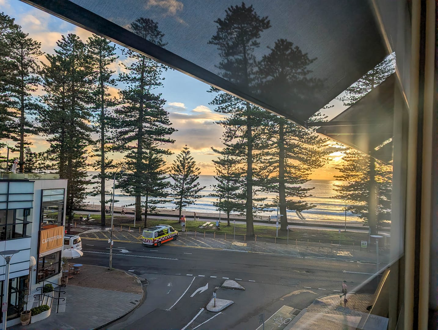 sunrise through pines