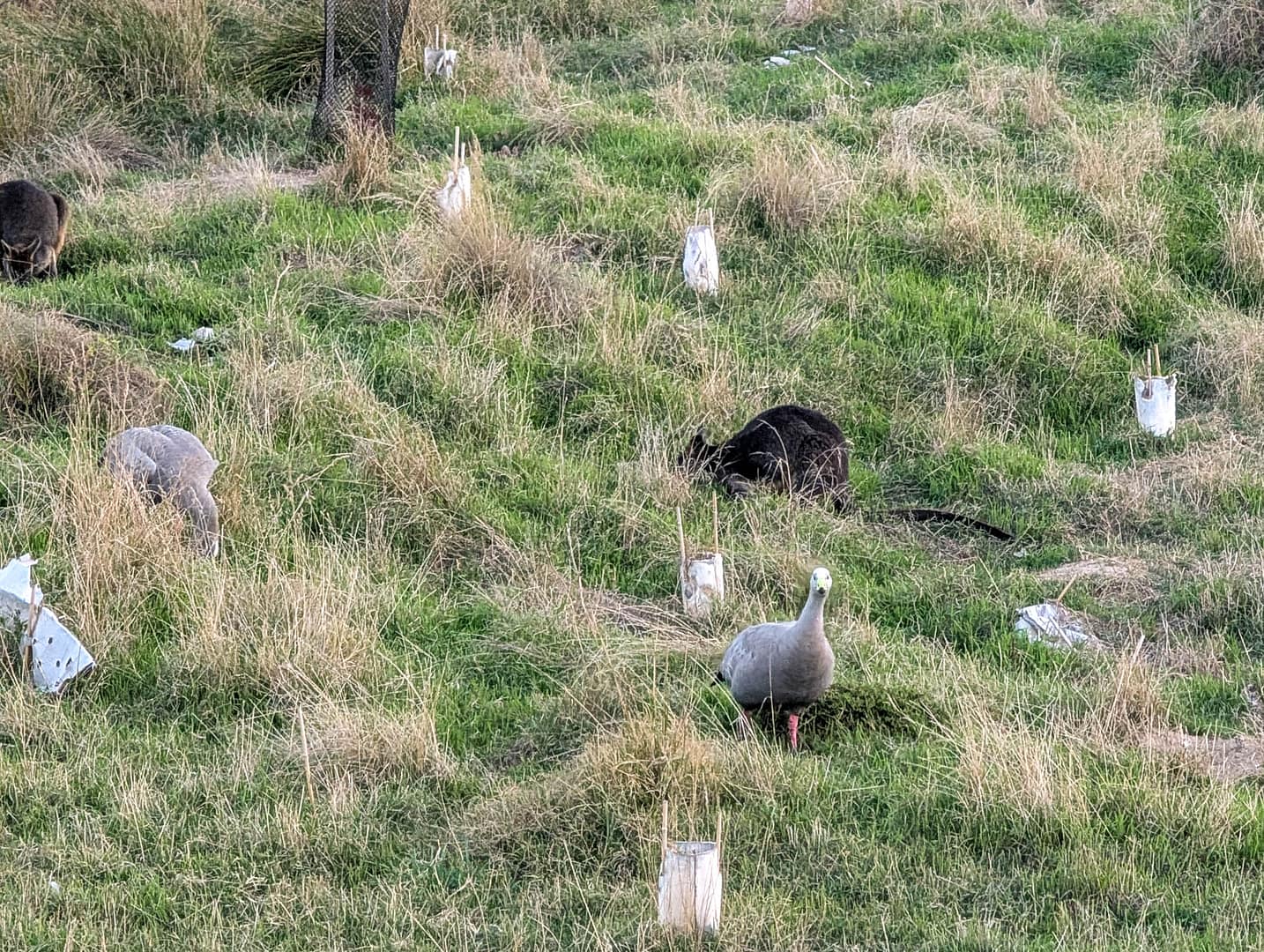wallabies and geese