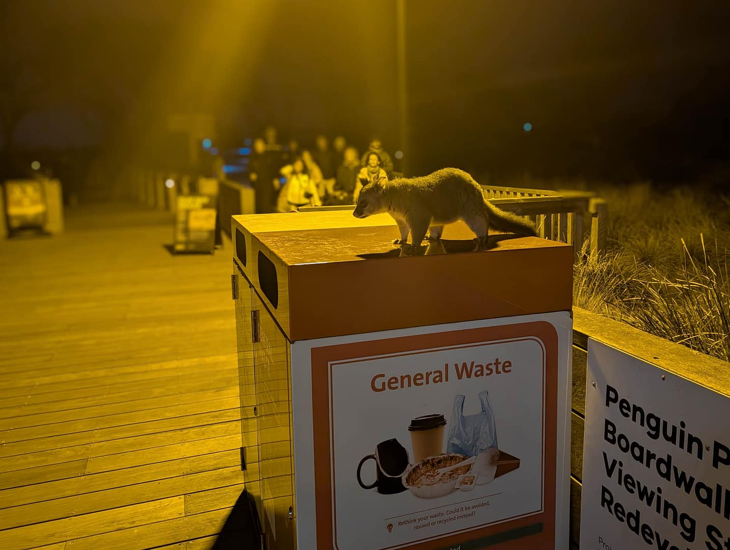 possum on trash container
