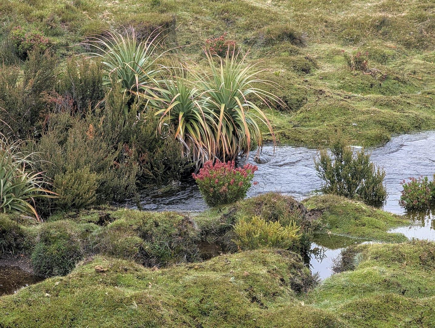 marshy pool
